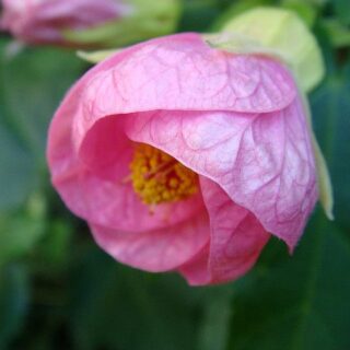 abutilon rosa