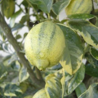 limon-variegado