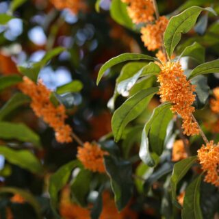 Osmanthus_fragrans_(orange_flowers)